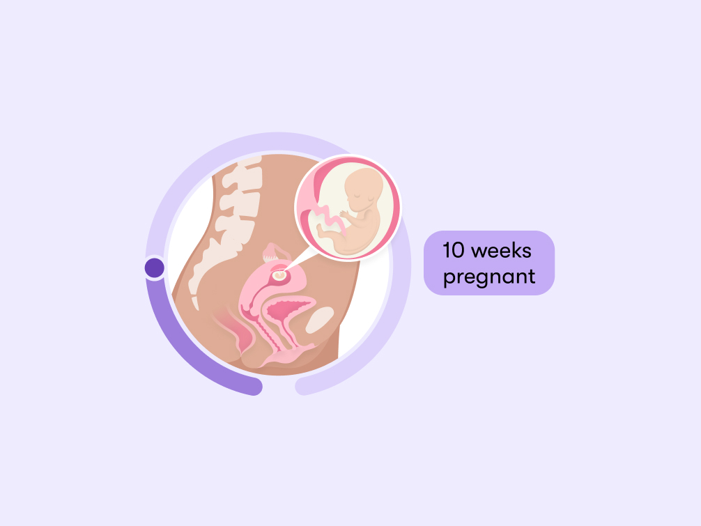 10 weeks pregnant Symptoms tips and baby development